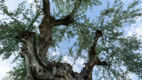 Nubes-Entre-Ramas-De-Olivo