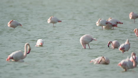 Flamingos-Im-Flachen-Deltawasser-Im-Winter