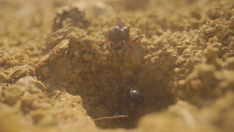 Close-up-footage-of-ants