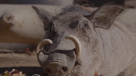 warthogs-in-a-nature-reserve