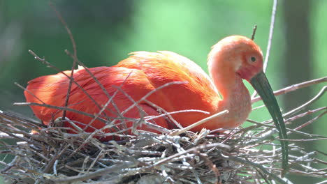 Scharlachsichler-Vogel