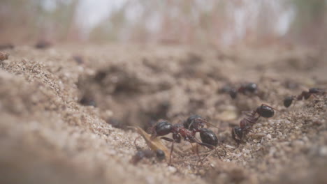 Close-up-footage-of-ants