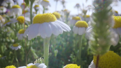 Kamillenblüten-Auf-Einem-Feld