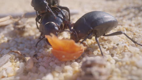 Käfer-Im-Makro