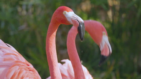 Flamencos-Rosados-De-Cerca