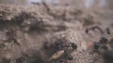 Close-up-footage-of-ants