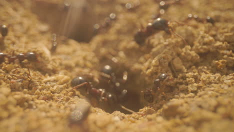 Close-up-footage-of-ants