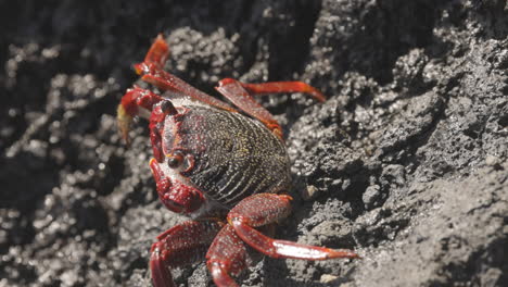 Primer-Plano-De-Cangrejos-Rojos-En-Las-Rocas