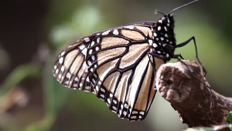 Monarchfalter-Im-Naturschutzgebiet-Mexiko