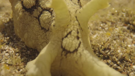 Close-up-of-underwater-sea-plants