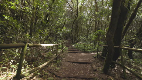 Toma-En-Primera-Persona-En-El-Bosque-De-Garajonay