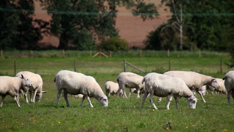 Schafe-Auf-Einem-Feld