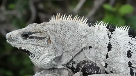 Iguana-En-La-Naturaleza