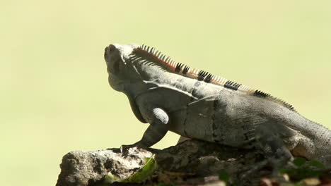 Leguan-In-Der-Natur