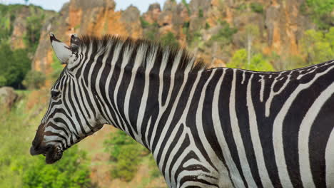 Zebra-at-a-safari