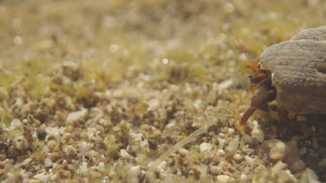 Close-up-of-small-crabs-underwater