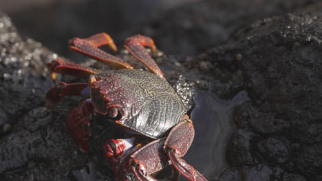 Primer-Plano-De-Cangrejos-Rojos-En-Las-Rocas