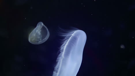 Jellyfish-in-aquarium