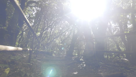 Toma-En-Primera-Persona-En-El-Bosque-De-Garajonay