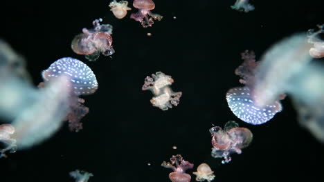 Jellyfish-in-aquarium