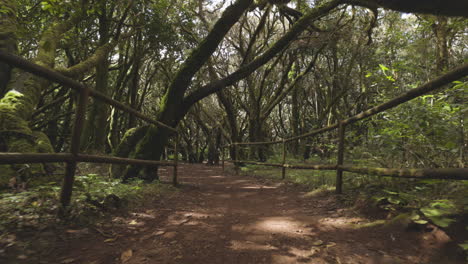 Toma-En-Primera-Persona-En-El-Bosque-De-Garajonay