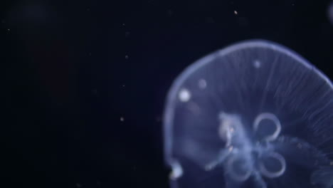 Jellyfish-in-aquarium