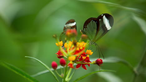 Mariposa-Glasswing-En-El-Santuario-De-La-Naturaleza