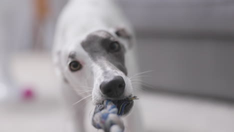 Whippet-Hund-Spielt-In-Zeitlupe