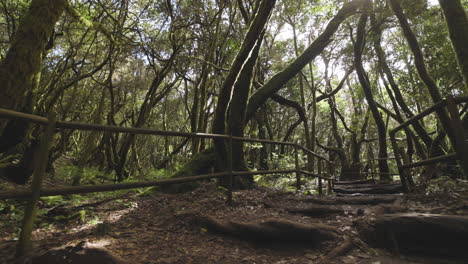 Toma-En-Primera-Persona-En-El-Bosque-De-Garajonay