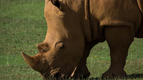 Nashorn-Im-Freien