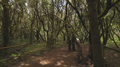 Toma-En-Primera-Persona-En-El-Bosque-De-Garajonay