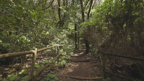 Toma-En-Primera-Persona-En-El-Bosque-De-Garajonay