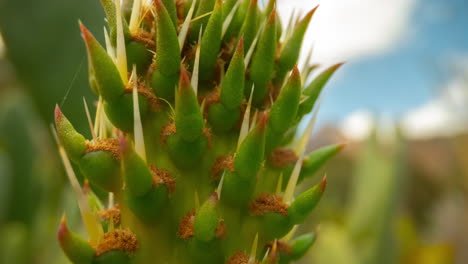 Macro-cactus-with-clouds-timelapse