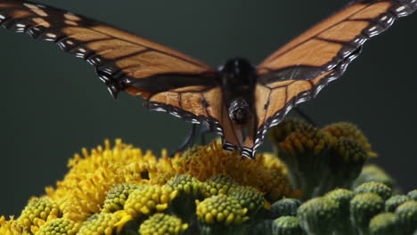 Mariposas-Monarca-En-El-Santuario-Natural-De-México