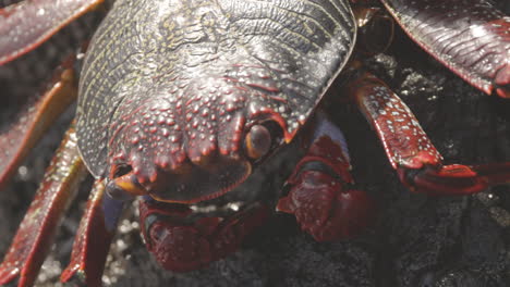 Primer-Plano-De-Cangrejos-Rojos-En-Las-Rocas