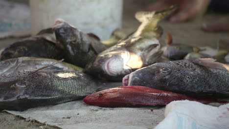 Mercado-De-Pescado-En-La-Costa-De-Mexico