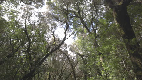 Toma-En-Primera-Persona-En-El-Bosque-De-Garajonay