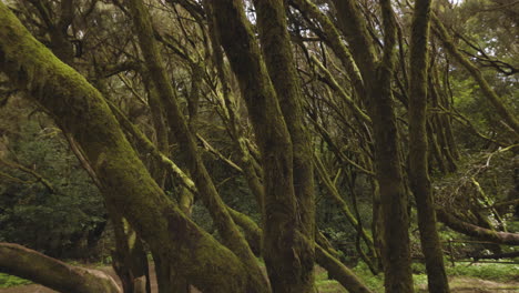 Toma-En-Primera-Persona-En-El-Bosque-De-Garajonay