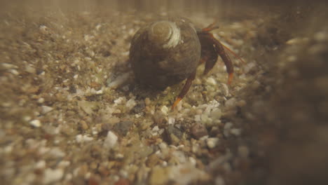 Close-up-of-small-crabs-underwater