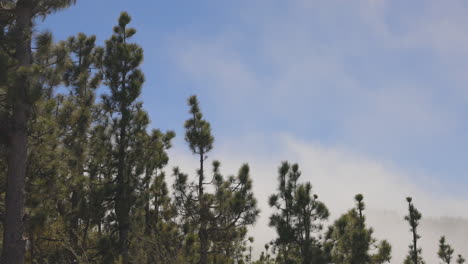 El-Teide-En-Tenerife-Cubierto-De-Niebla