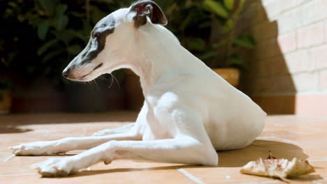 Whippet-dog-in-afternoon-sunlight