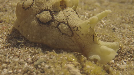 Close-up-of-underwater-sea-creatures