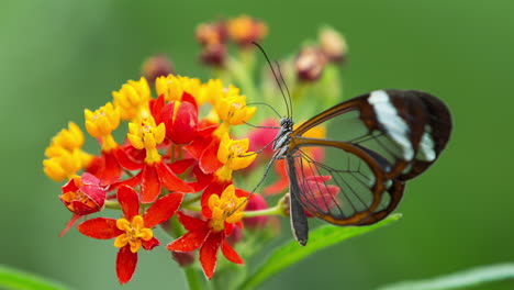 Mariposa-Glasswing-En-El-Santuario-De-La-Naturaleza