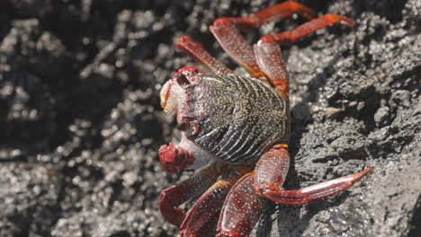 Primer-Plano-De-Cangrejos-Rojos-En-Las-Rocas