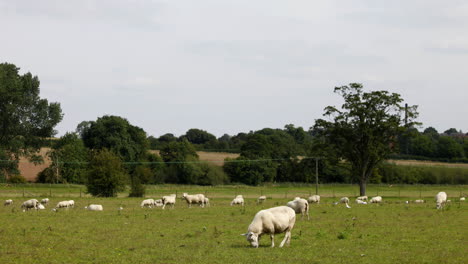 Schafe-Auf-Einem-Feld