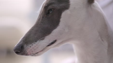 Whippet-dog-in-afternoon-sunlight