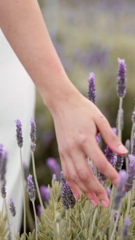 Hand,-lavender-flower-and-person-walking-in-garden