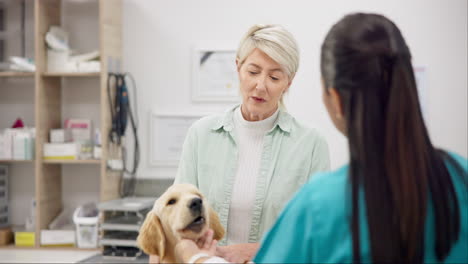 Woman,-vet-and-dog-with-medical-advice-on-pet
