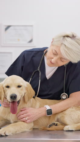 Dog,-senior-woman-vet-with-stethoscope-at-a-clinic