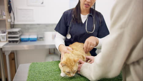 Veterinario-De-Gatos,-Cliente-Y-Mujer-Hablando